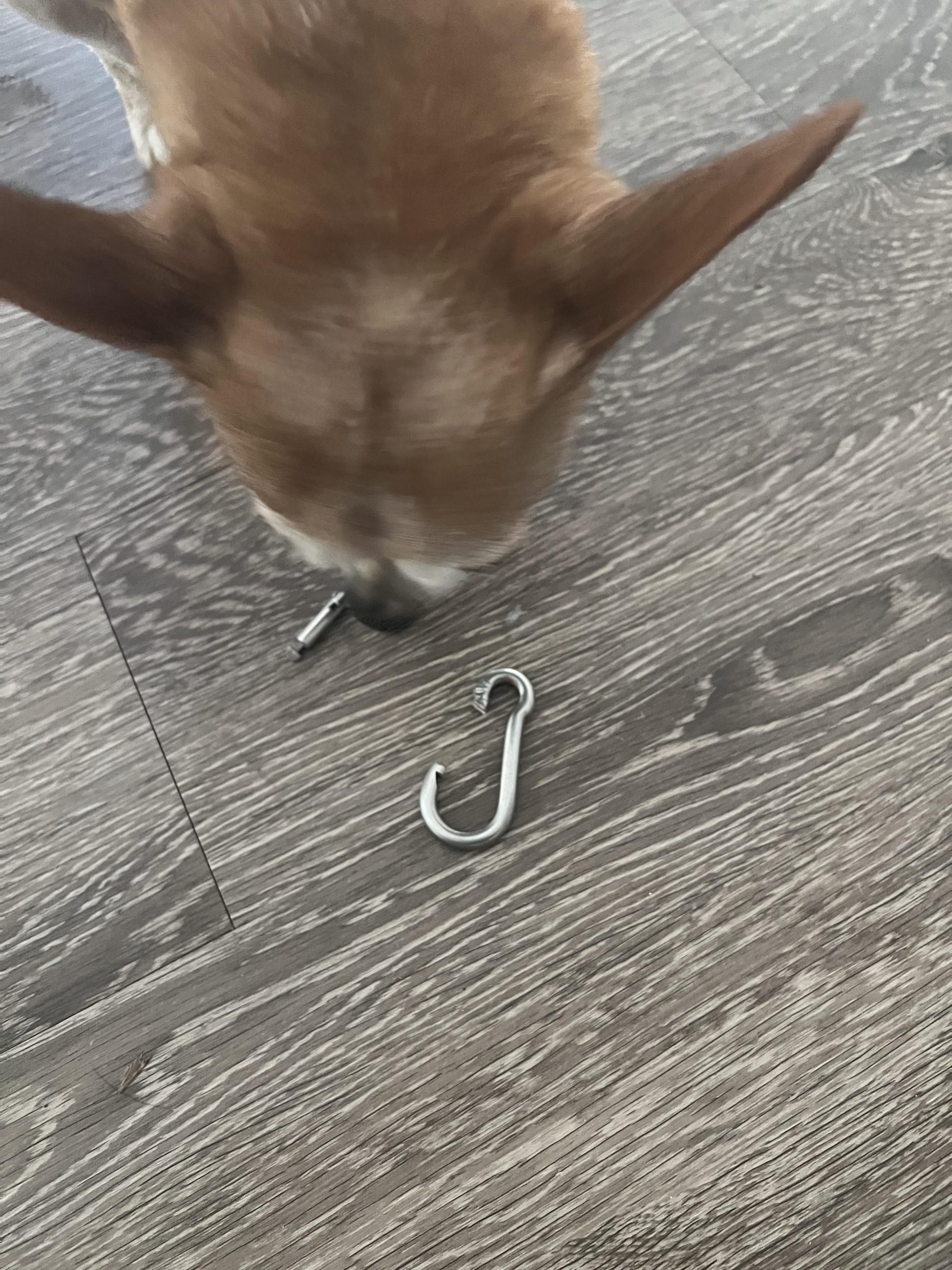 Câine salvat cu un carabinier prins de picior — Ce trebuie să știi ca să previi o situație similară