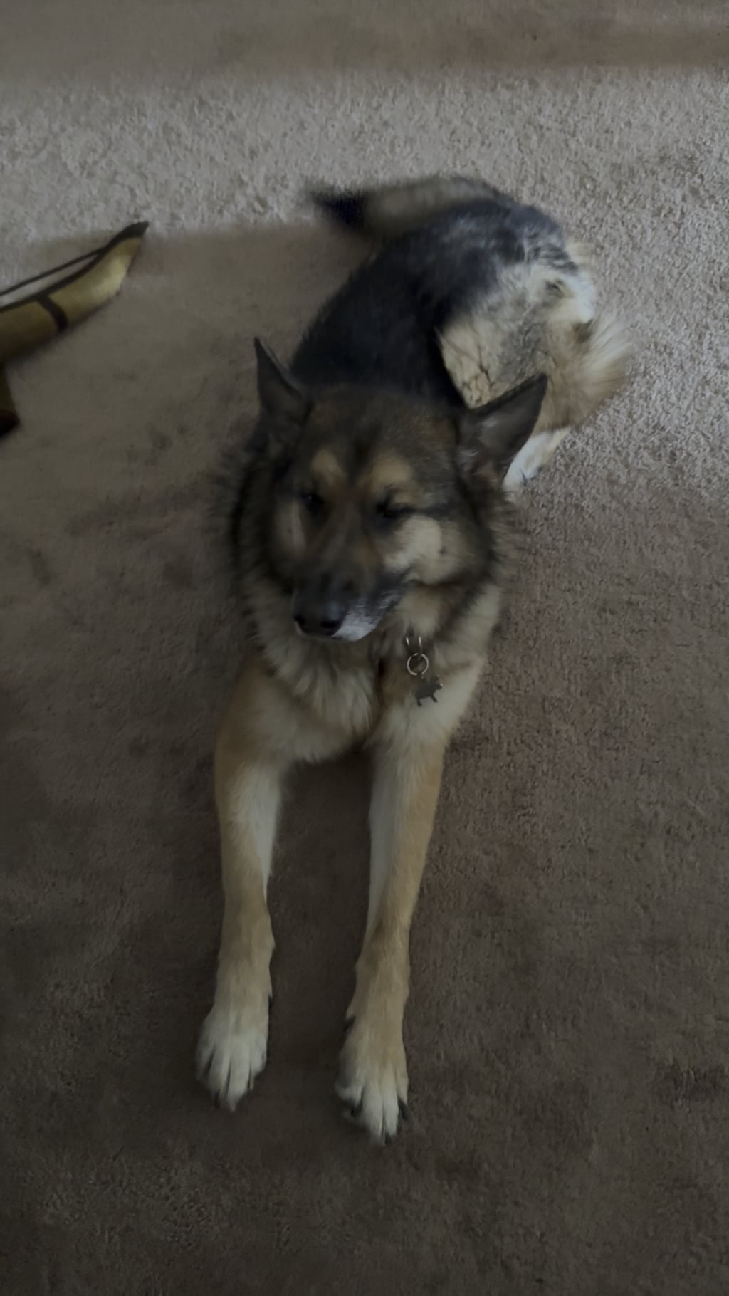 Ce încearcă cu adevărat să-ți spună câinele tău când stă pe spate cu burta în sus – semn de afecțiune sau alarmă ascunsă?