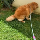 Veterinara i-a spus că e doar puțin dolofan, dar cântarul a șocat-o: de ce se îngrașă câinii chiar și când mănâncă puțin?