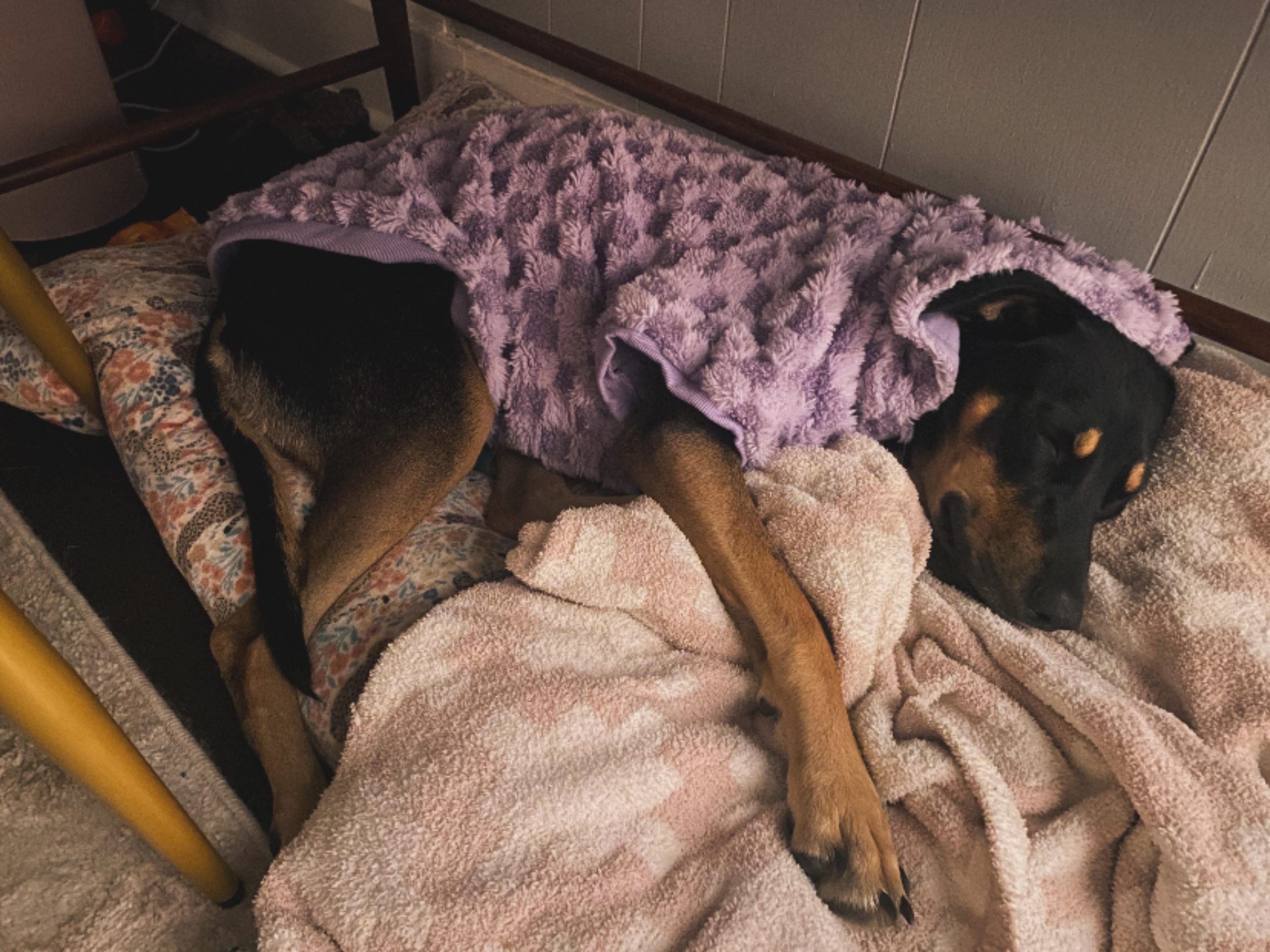 Obligi câinele să iasă la pipi înainte de somn? Iată de ce această rutină simplă îți poate salva nopțile!