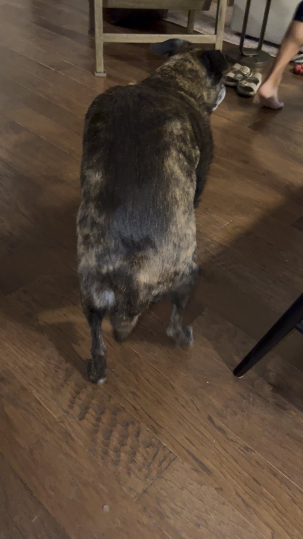 Câinele tău stă nemișcat și se uită fix în gol? Află ce ar putea însemna acest comportament ciudat și când ar trebui să mergi la veterinar