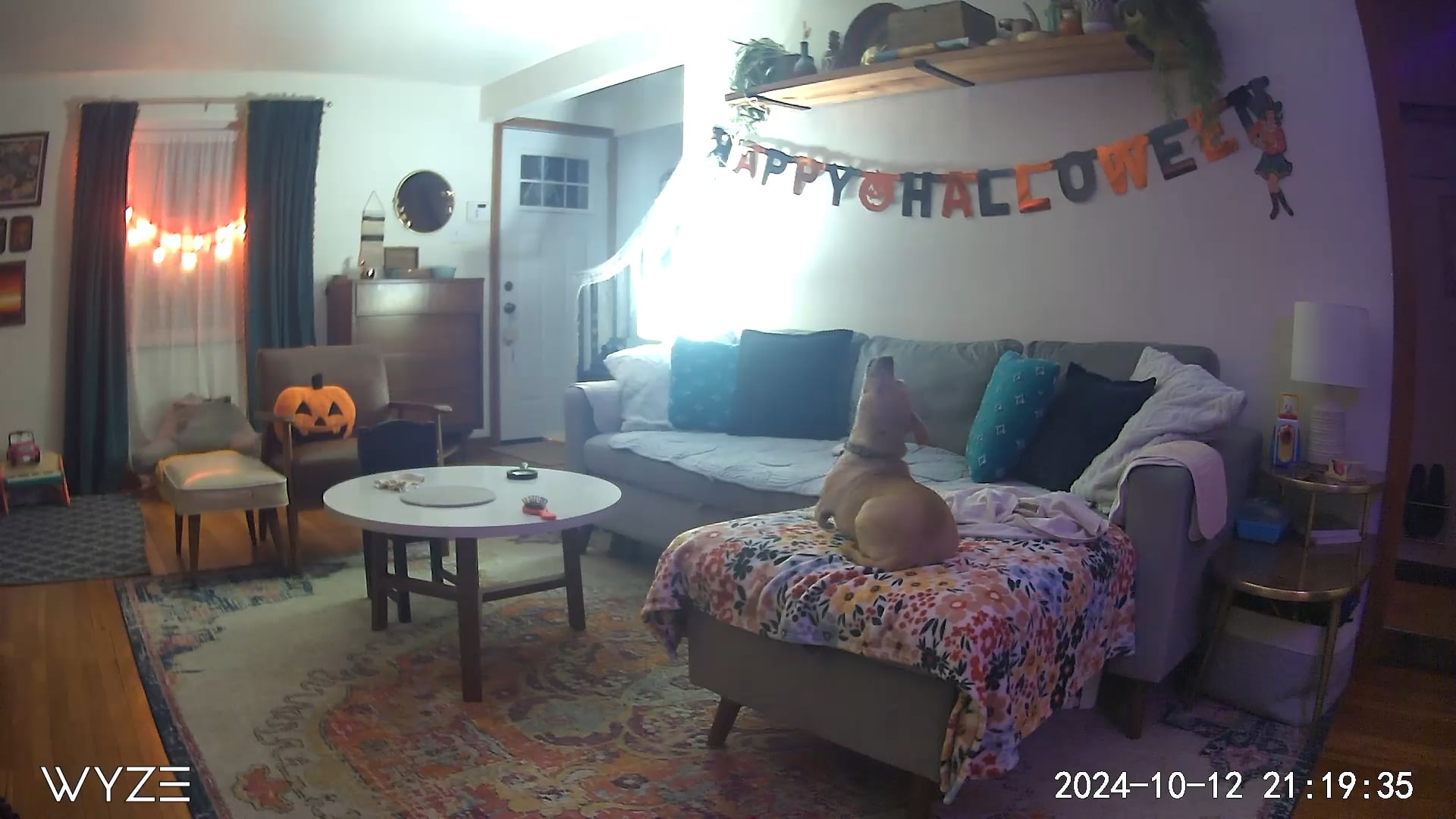 Am preluat câinele părinților și acum refuză să mai mănânce – ce am aflat despre adaptarea animalului într-un nou cămin