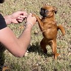 Câinele meu e gelos pe iubitul meu și nu mă lasă nici pe mine să mă apropii de el – Ce poți face când patrupedul devine posesiv în relația ta