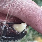 Șocant cât de des ignorăm asta: Ce înseamnă dacă rădăcinile dinților câinelui tău sunt vizibile și cum îți poți ajuta patrupedul înainte să fie prea târziu