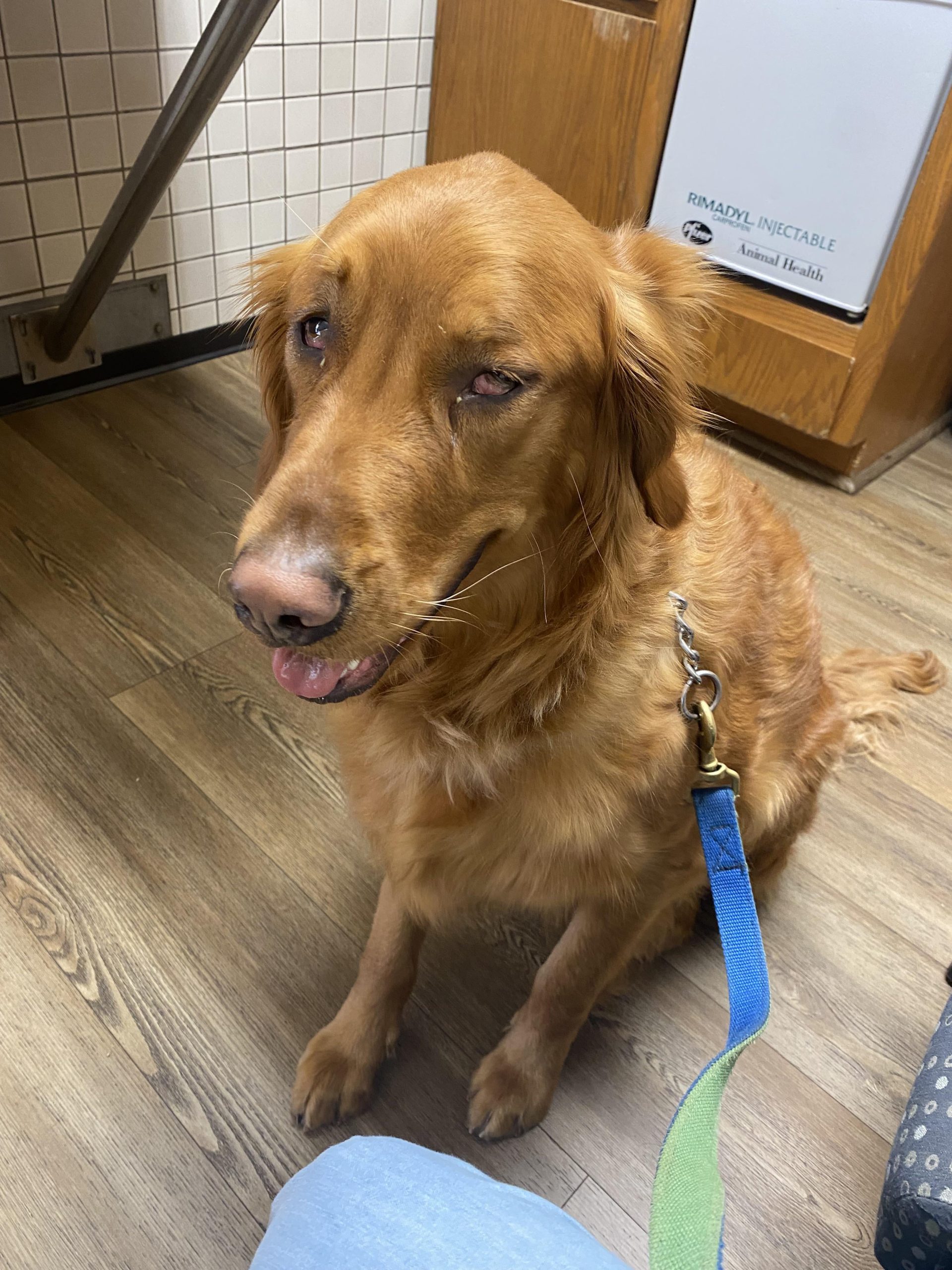 Cățelul meu s-a schimbat complet peste noapte: Semne bizare care ar putea indica o suferință tăcută – Ce trebuie să faci imediat