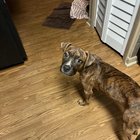 A lăsat câinele în fața casei lor și a fugit: ce trebuie să faci când cineva abandonează un animal la tine acasă