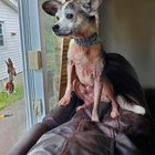 Seniorul tău se scarpină non-stop? Află ce ar putea cauza mâncărimea și ce poți face chiar azi pentru a-l ajuta!