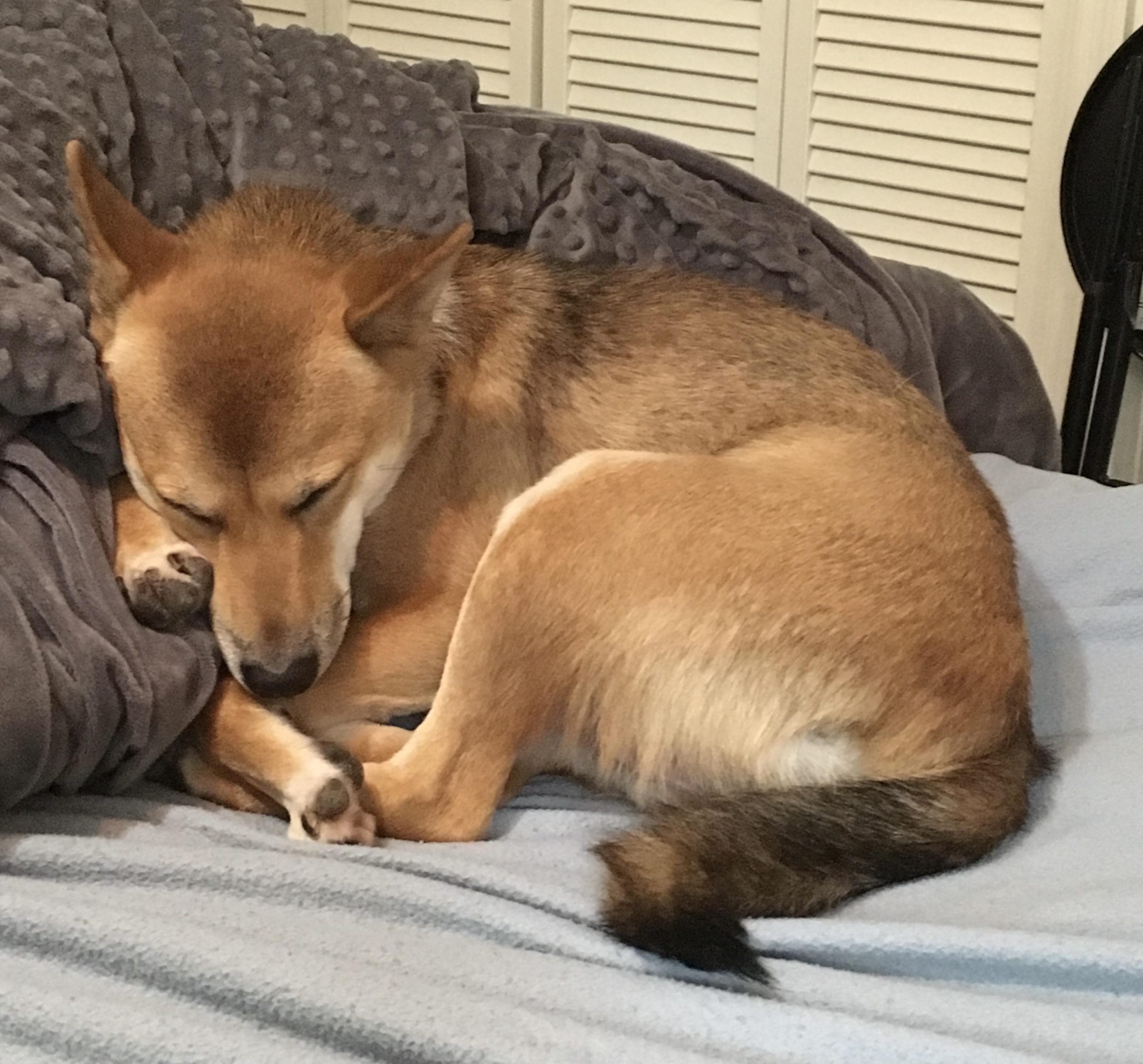 Și-a pierdut câinele de peste trei luni și crede că cineva îl ține ascuns – Ce poți face dacă bănuiești că altcineva îți ține animalul de companie pierdut