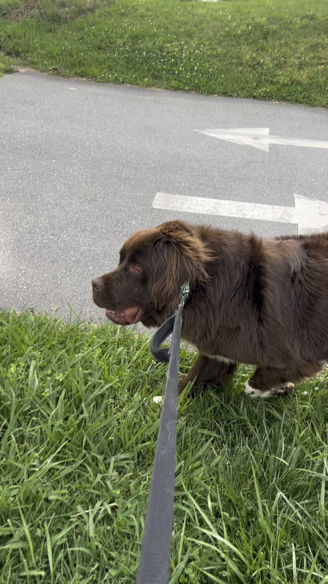 Câinele Tău Refuză Plimbările de Seară? Află Ce Semne Să Urmărești și Cum Să-I Recapeți Încrederea