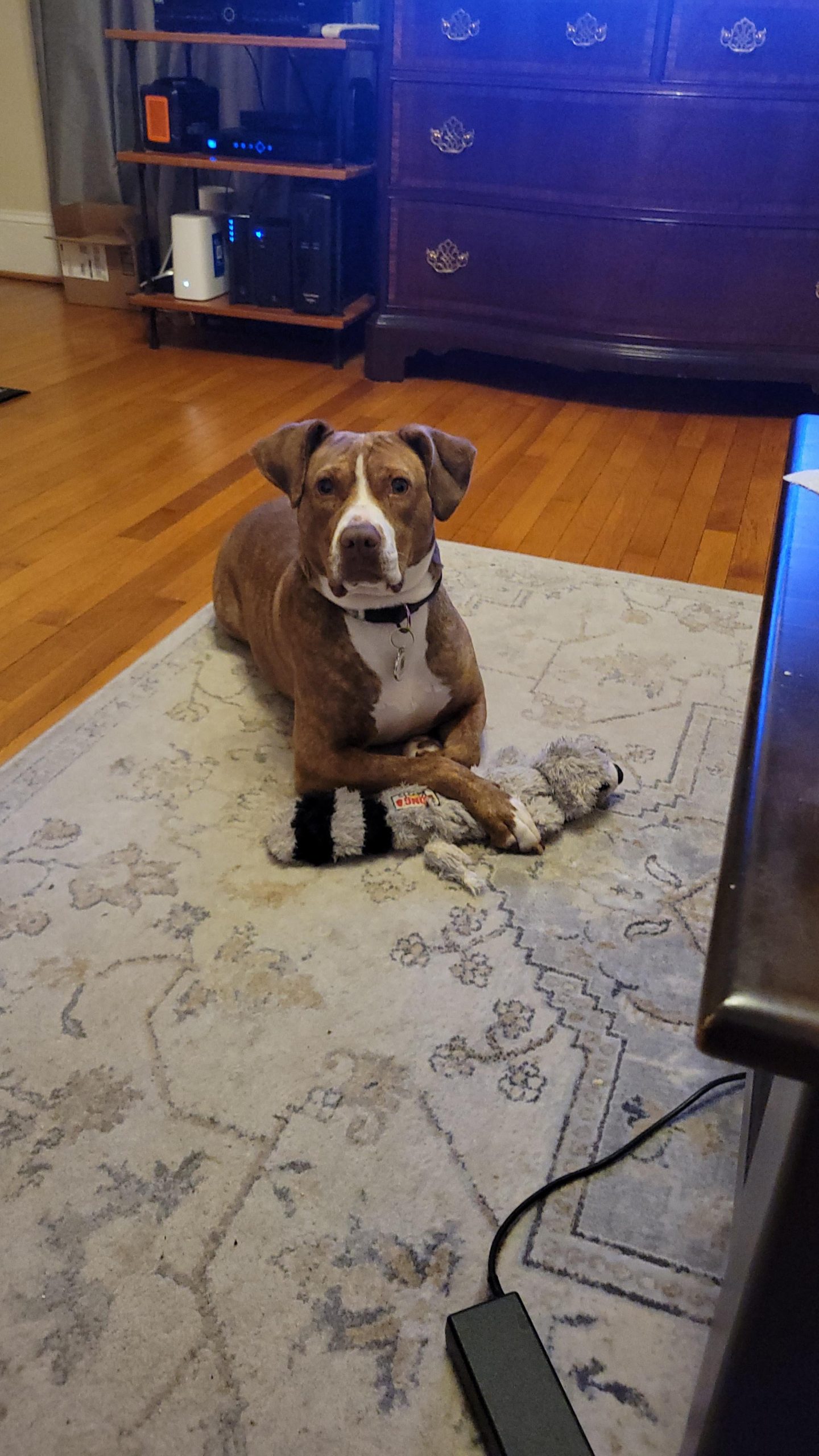 Câinele nostru aproape ne-a distrus căsnicia – ce am învățat despre limite, stres și dresaj în cuplu