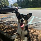 Am Pierdut Câinele Suflet-Pereche: Cum Suferința Te Poate Învața Să Iubești Din Nou După Ce Îți Cade Lumea în Cap