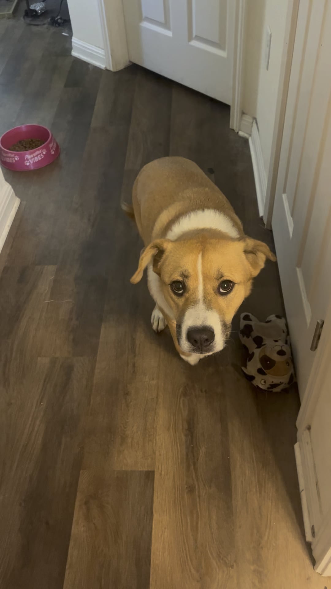 Cățelul a început să tremure și să refuze mâncarea de dimineață — semnul ascuns că ceva din rutina ta îl sperie