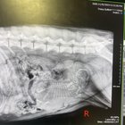 A dus câinele la sterilizat și a aflat că e gestantă cu un singur pui – ce trebuie să știi dacă ți se întâmplă și ție