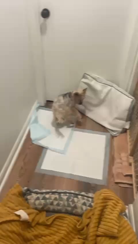 Când dragostea nu mai ajunge: semne că e timpul să-ți iei rămas-bun de la câinele tău bătrân și bolnav