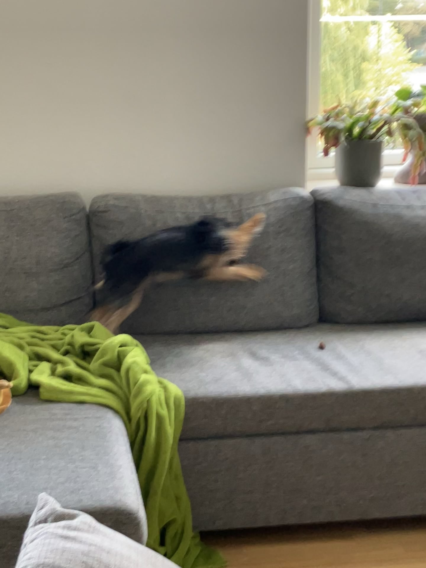 Ce înseamnă când câinele tău se uită fix la tine și începe să se legene? Specialiștii explică acest comportament surprinzător