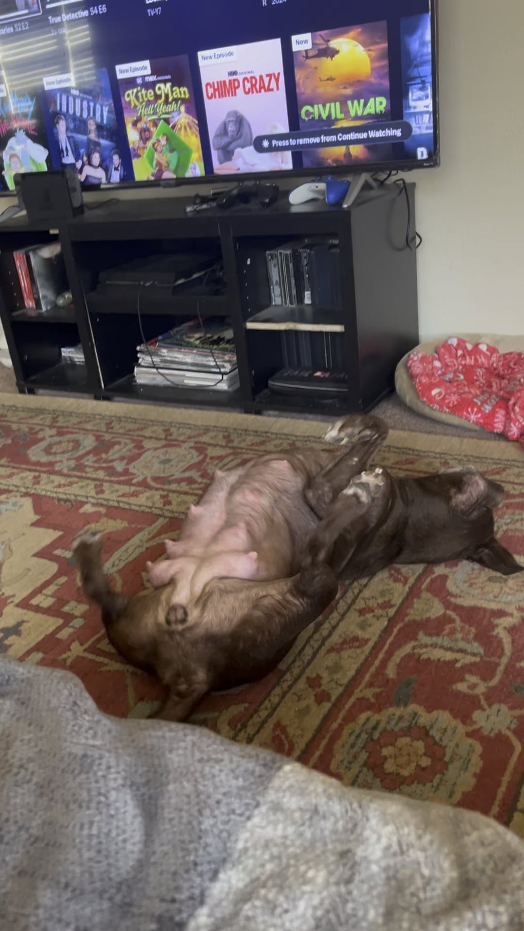 Semne că o cățelușă vagaboandă ar putea fi gestantă – ce să observi înainte să o duci la veterinar