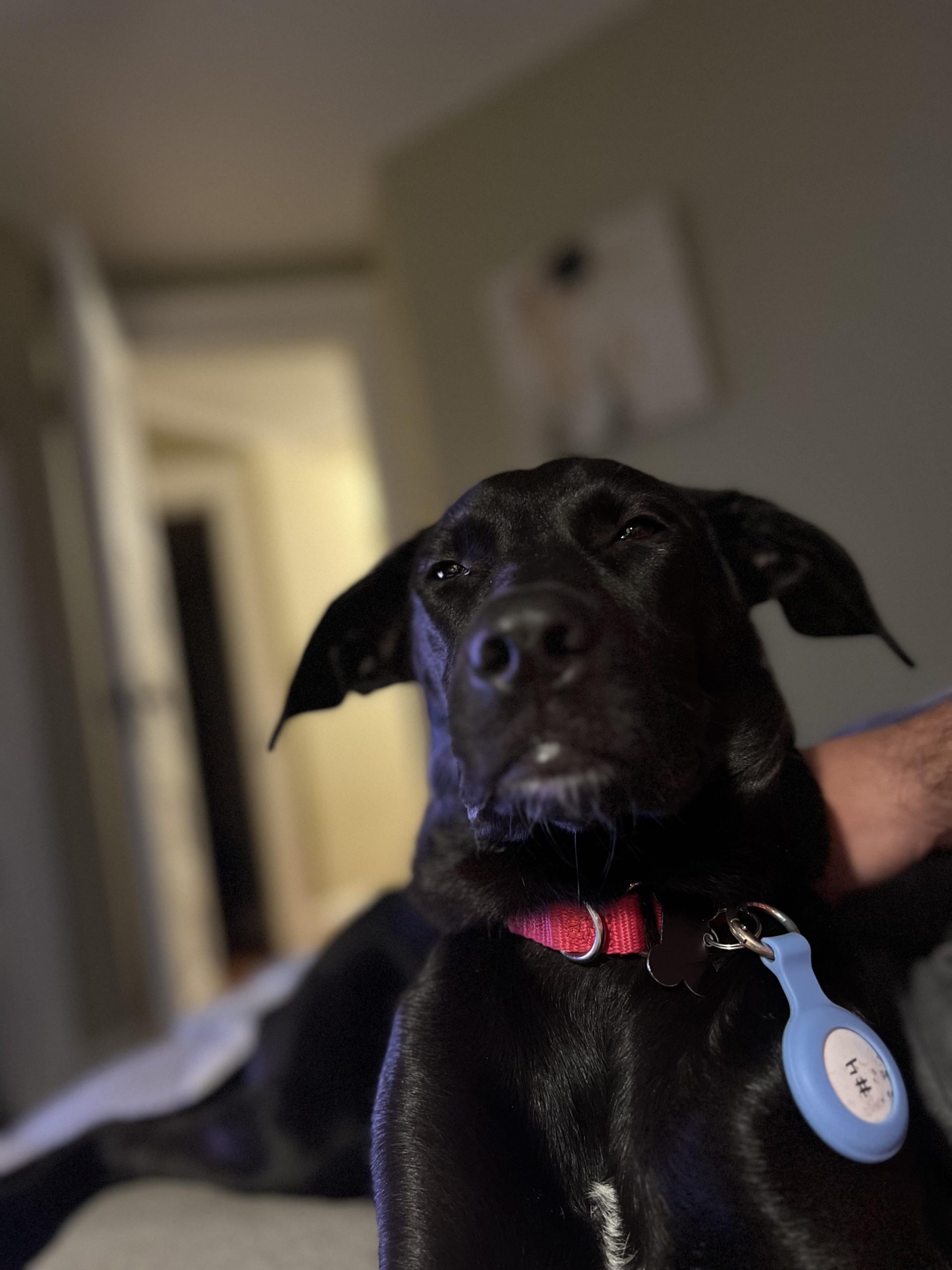 Câine de 20 kg a mâncat 5 banane pe furiș — Ce trebuie să știi dacă patrupedul tău face la fel