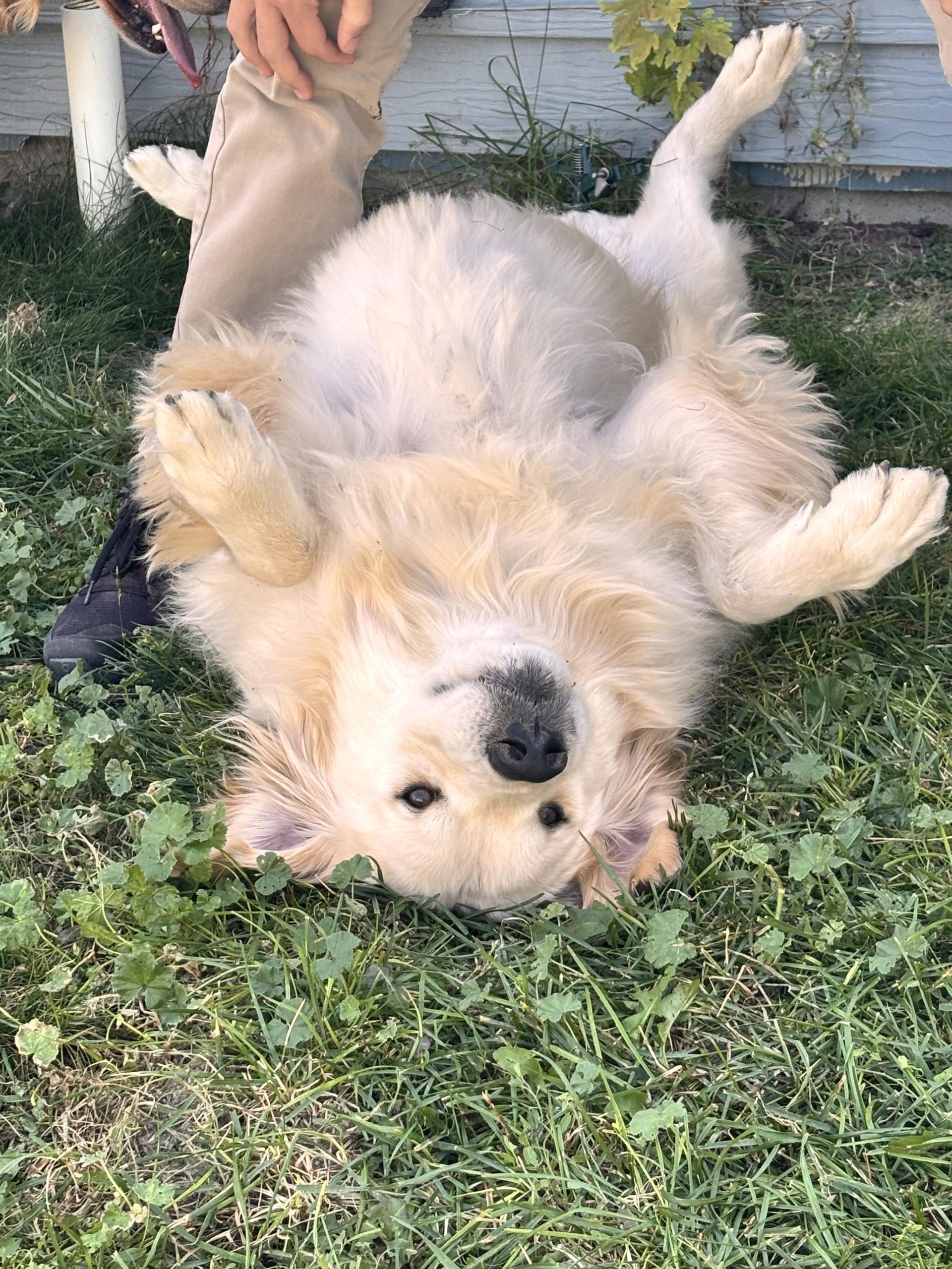 Câinele a mâncat carne tocată crudă: când e un deliciu și când devine pericol pentru sănătate