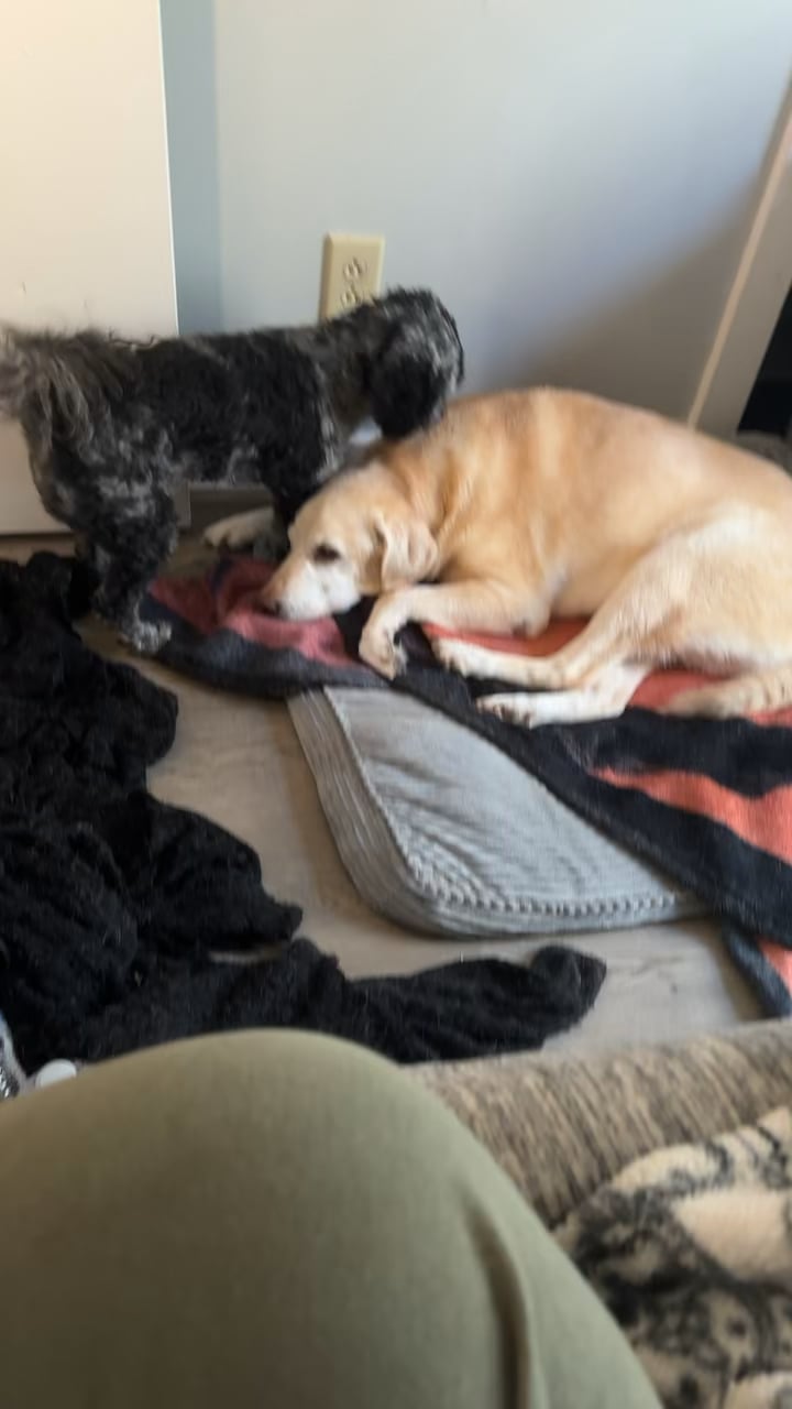 Stăpâna își vede câinele cum o fixează și fuge brusc prin casă – află ce înseamnă acest comportament ciudat și dacă ar trebui să te îngrijorezi