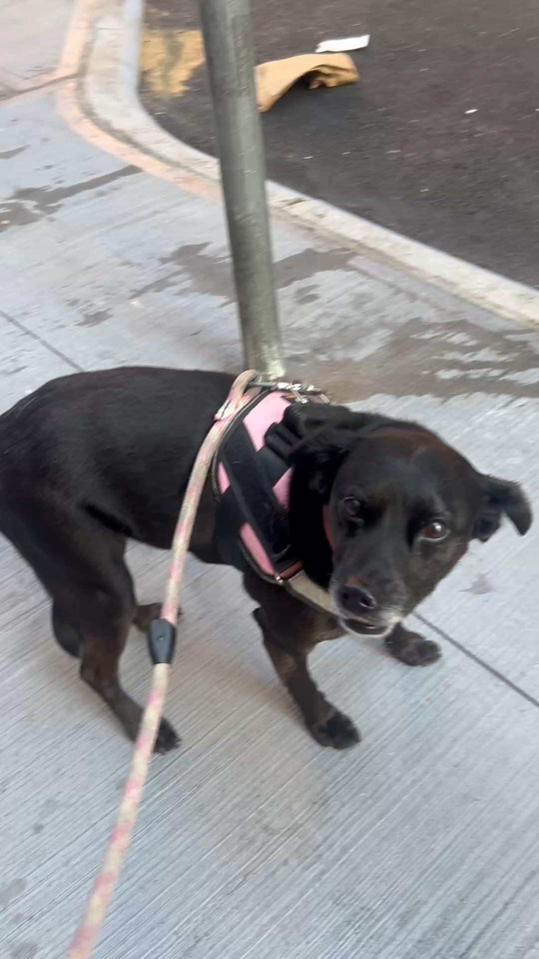 Câinele s-a întors de la pet-sitter și se poartă ciudat? Semnele că patrupedul tău a trecut printr-o experiență stresantă și ce poți face acum