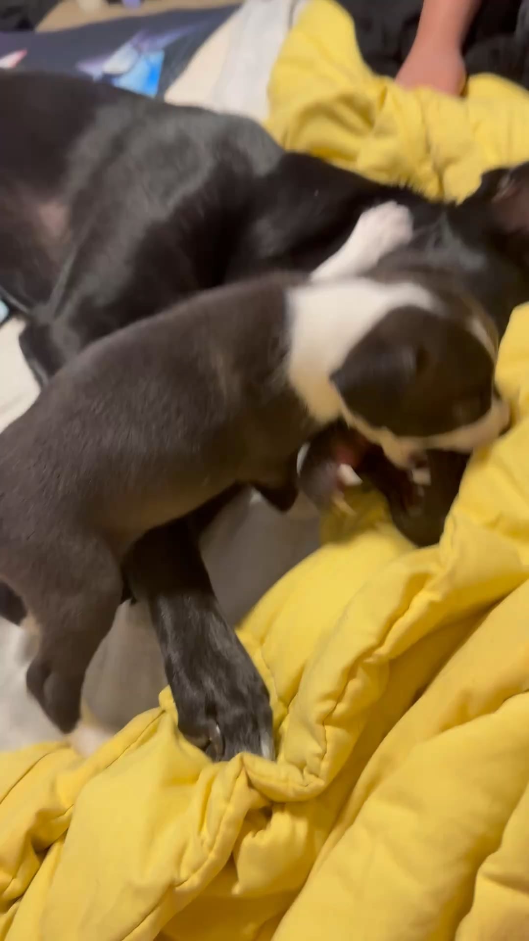 Joacă sau semne timpurii de agresiune? Ce trebuie să știi când câinii tăi „se tachinează” prea dur!