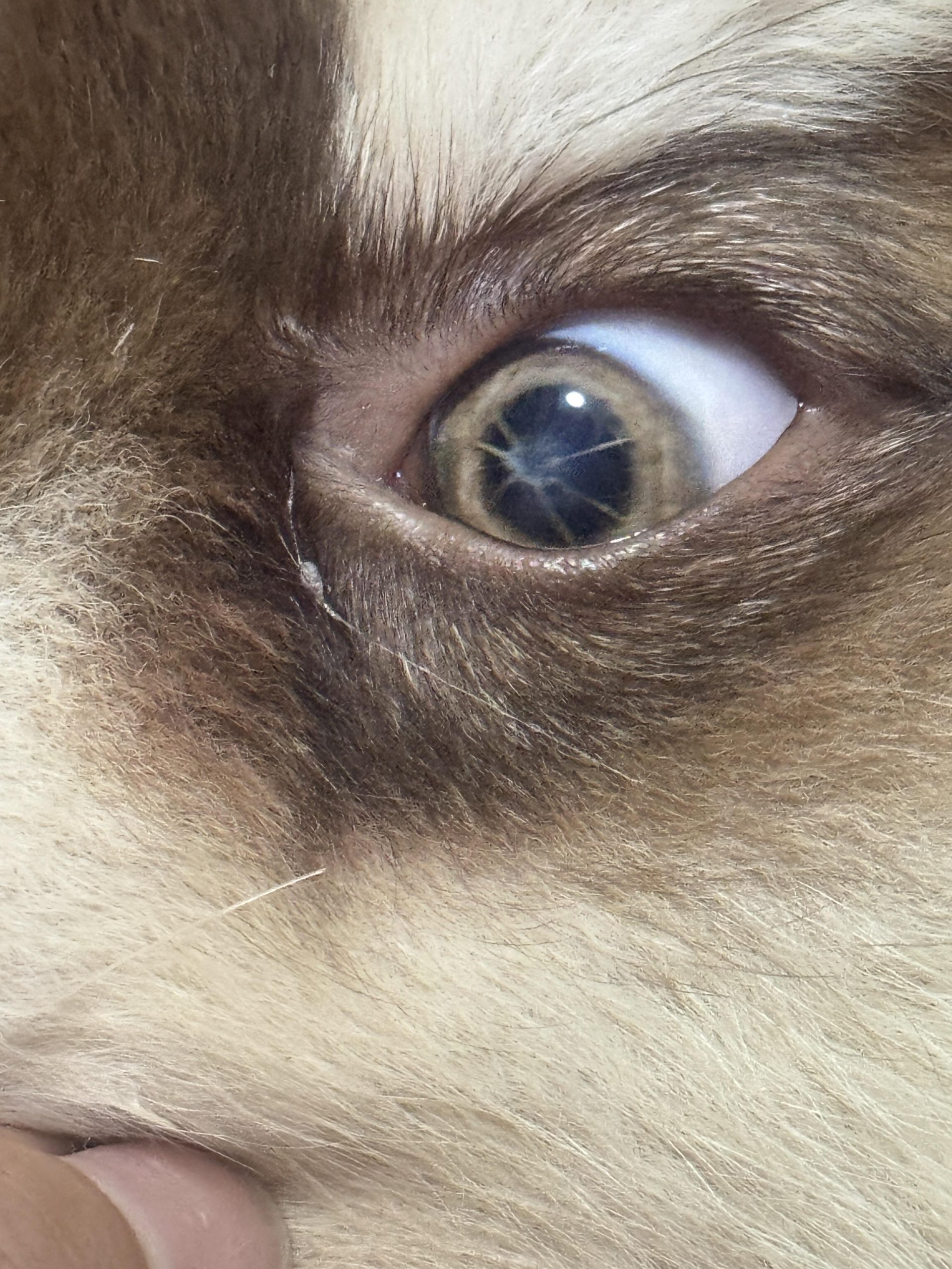 A apărut o linie ciudată în ochiul puiului tău de Malamut? Află ce ar putea însemna și când să mergi la veterinar