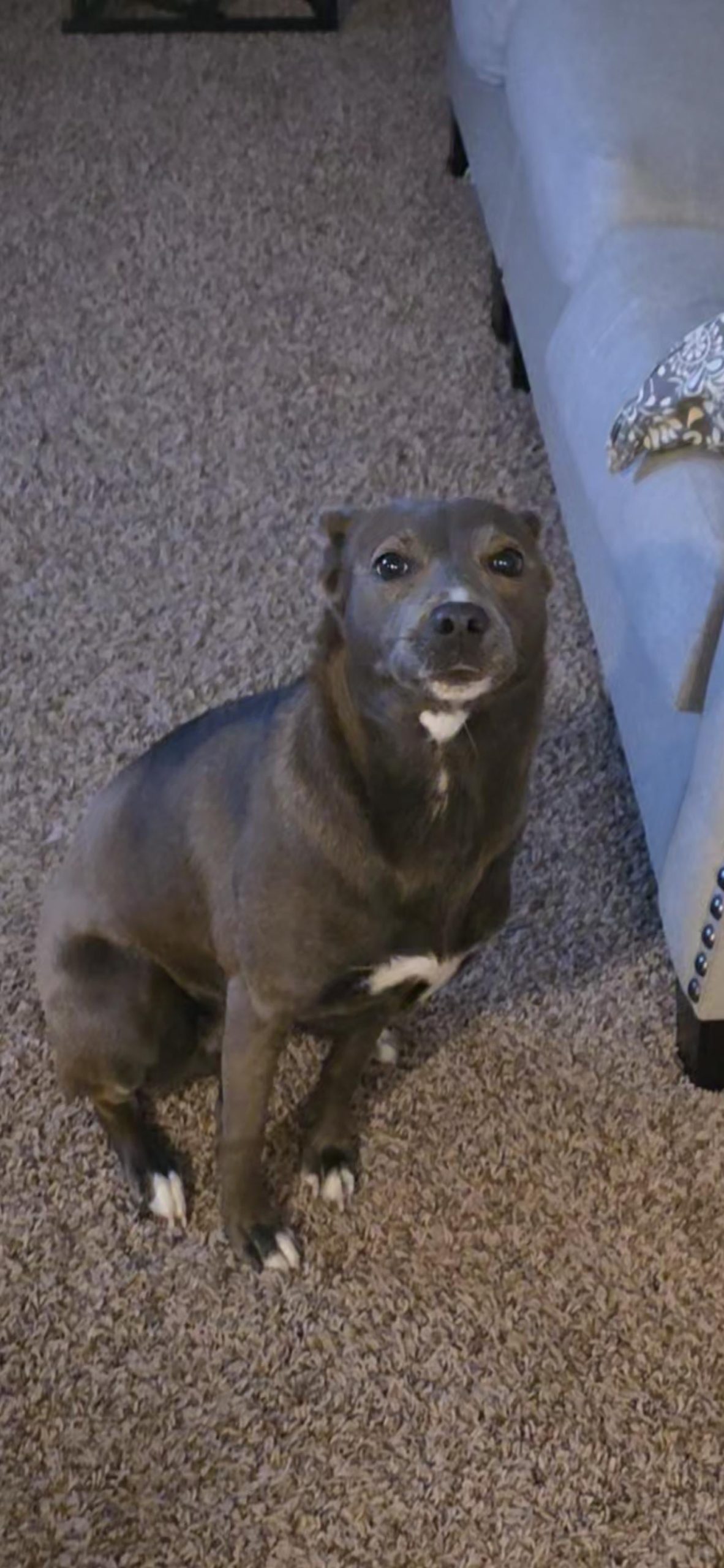 Câinele care a înghițit 18 oase de pui gătite: ce trebuie să faci imediat dacă animalul tău mănâncă aripioare întregi