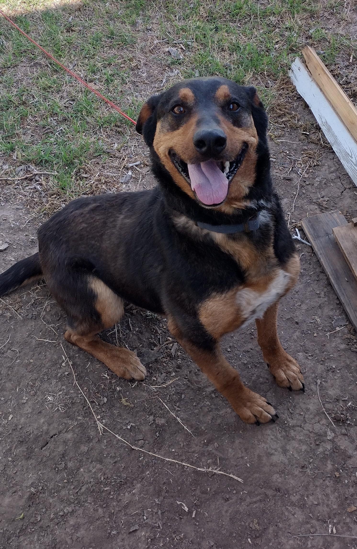 De la Speriat și Plin de Purici la Iubit și Îngrijit: Cum un Câine Fără Stăpân a Găsit Acasă și Tratament în Doar 7 Zile