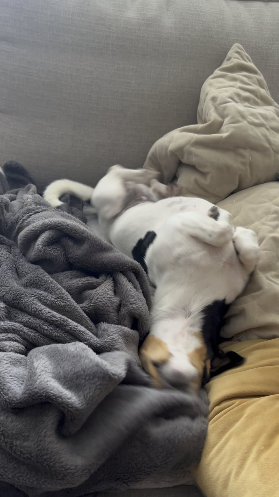 Ce înseamnă de fapt când câinele se întinde și mârâie ușor când îl mângâi – semne subtile ale afecțiunii pe care mulți stăpâni le interpretează greșit