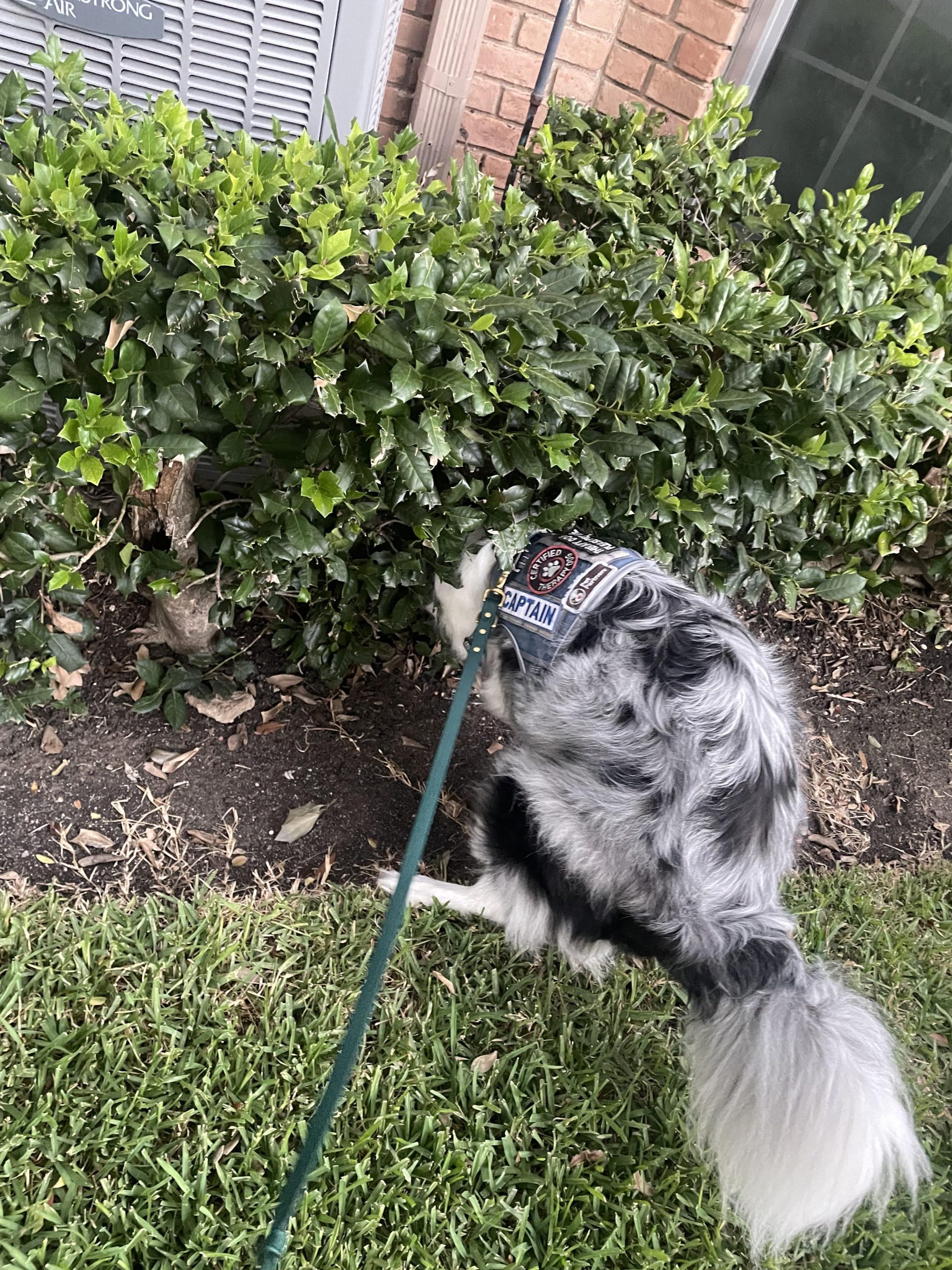 De ce își ascunde fața un Border Collie când face caca? Comportamentul ciudat care are de fapt o explicație surprinzător de logică