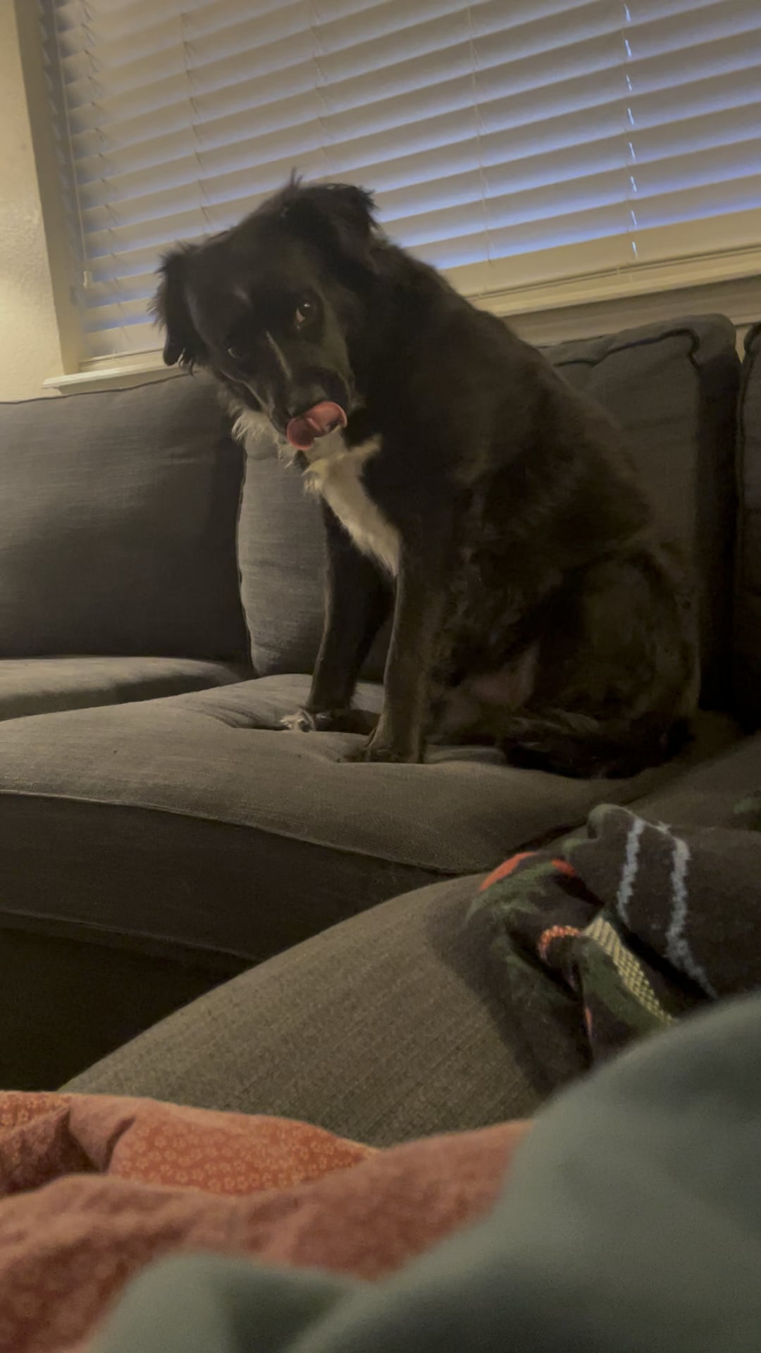 Ce înseamnă când câinele tău stă nemișcat și refuză să se miște în lesă – comportamentul bizar care ascunde mai mult decât încăpățânare