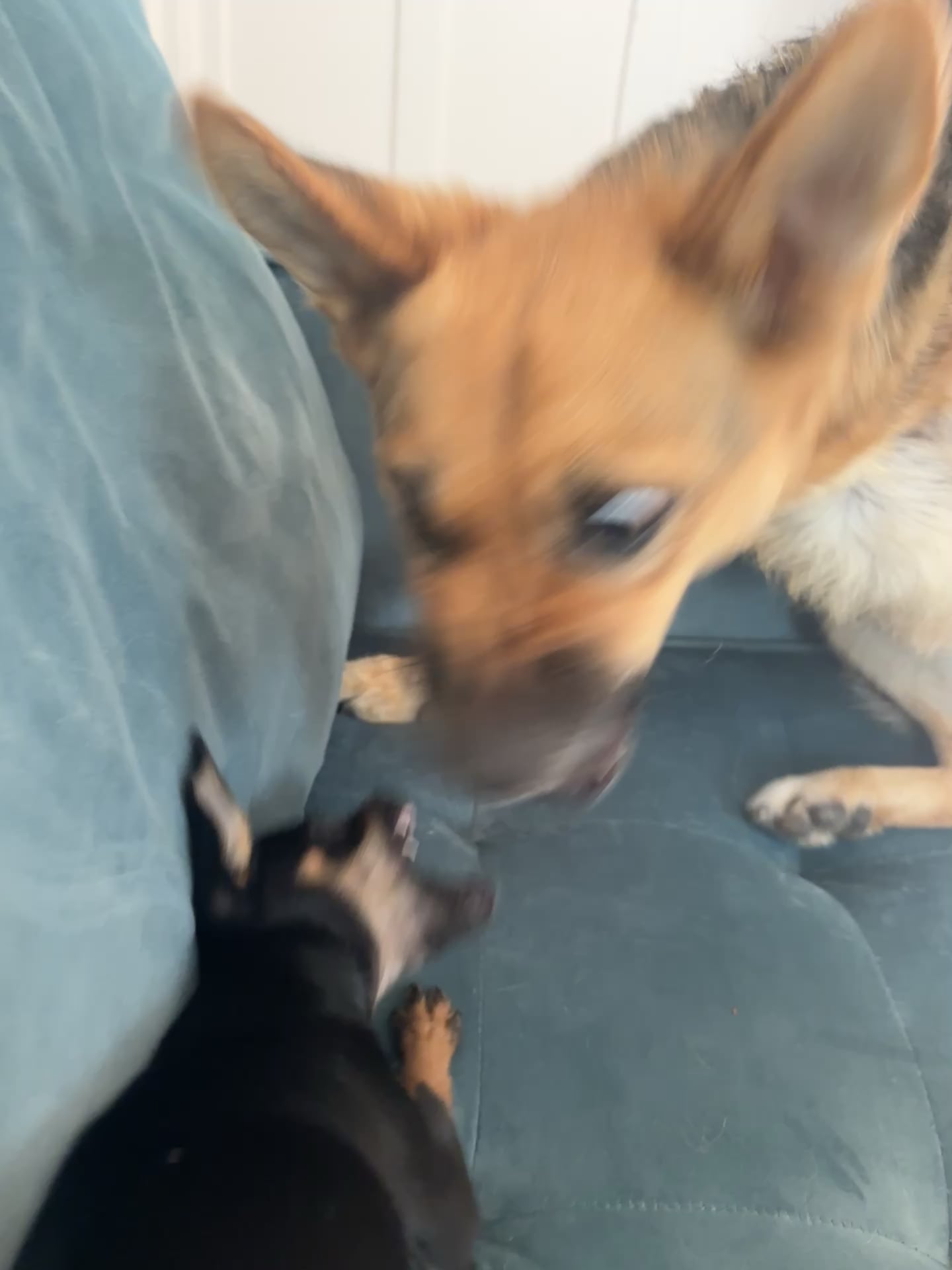 Când joaca devine prea intensă: semne că doi câini „relaxați” ar putea fi pe cale să se ia la ceartă