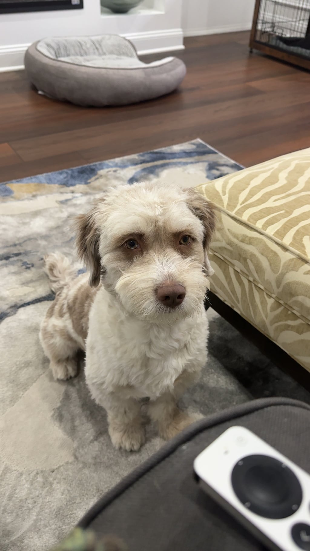 Ce înseamnă când câinele tău se așază în fața ta și te fixează cu privirea — semne că vrea mai mult decât atenție