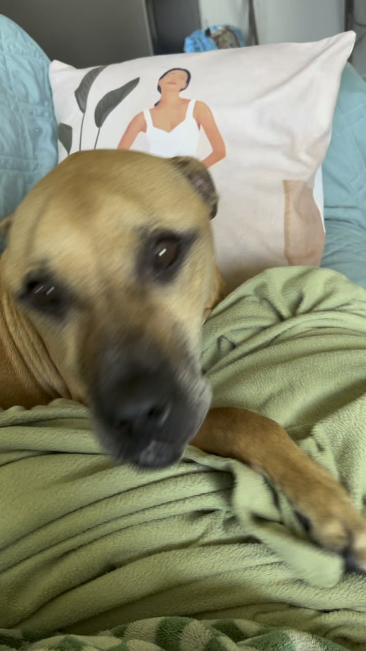 Psihologul Canin Explică: De Ce Câinele Tău Foster Nu Se Oprește Din Atins cu Lăbuța – Și Ce Poți Face