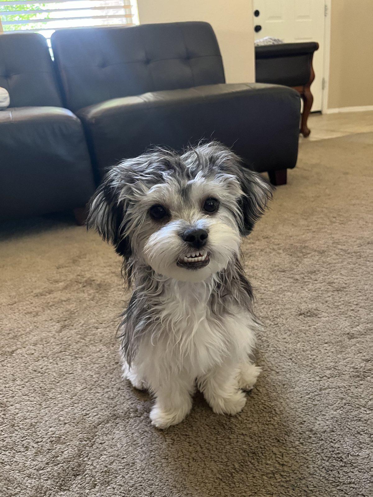 Mușcătura strâmbă a cățelului tău nu e doar o fază – află ce poți face ca să nu sufere pe termen lung