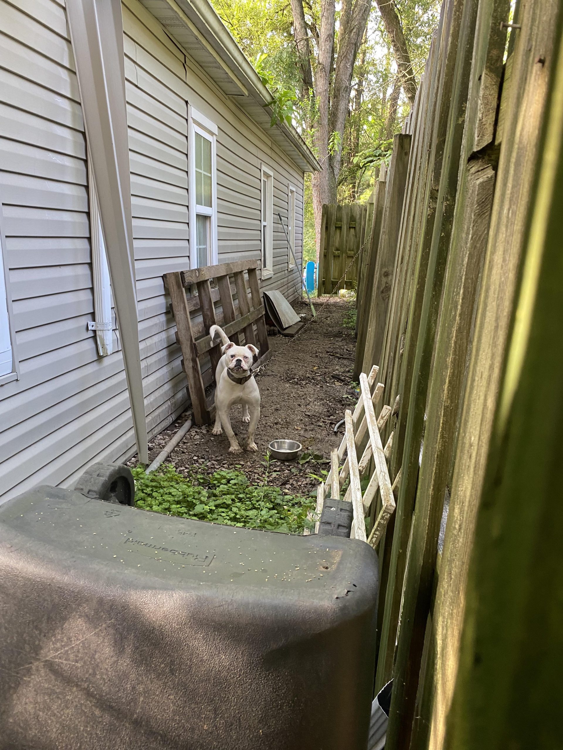 Îți neglijezi câinele fără să-ți dai seama? Iată semnele care ar trebui să te îngrijoreze