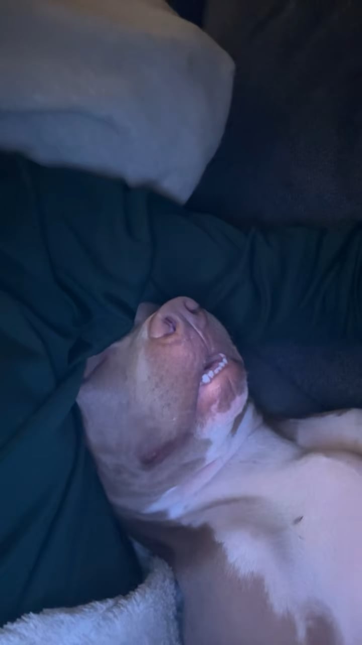 Respirația ciudată a câinelui în somn – semn de îngrijorare sau doar un vis agitat? Află ce e normal și ce nu!