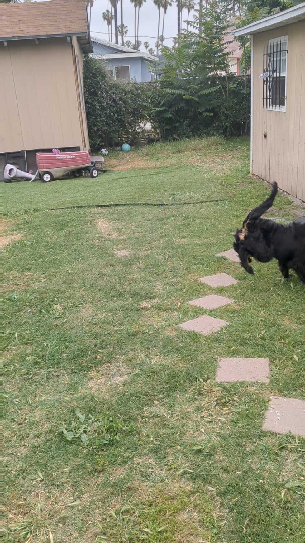 Ce înseamnă cu adevărat când câinii tăi „se joacă” agresiv? Semne că joaca ar putea deveni periculoasă