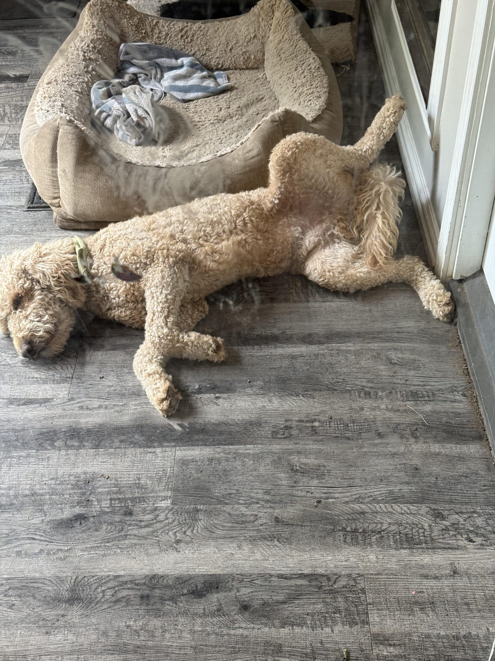 Ce înseamnă cu adevărat când câinele tău ridică piciorul atunci când îi faci cu mâna – comportament amuzant sau semn subtil?