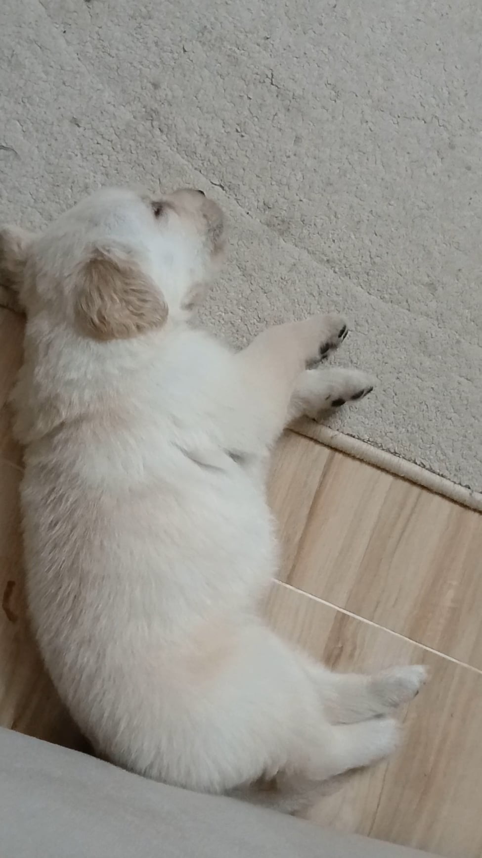 Cățelul tău se oprește brusc în mijlocul plimbării și nu mai vrea să meargă? Află ce înseamnă și cum să reacționezi!