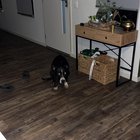 Câinele s-a schimbat complet după ce stăpânul s-a întors din vacanță – Ce înseamnă acest comportament ciudat și cum îl poți liniști