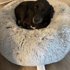 Află Adevărul Înainte Să Adopți: Câinele Visurilor Tale Ar Putea Avea un Instinct Ucigaș față de Găini!