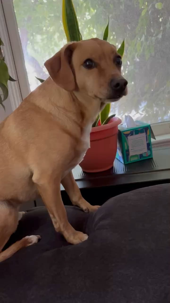 Câinele familiei refuză să se apropie de unul dintre copii – ce semnale transmite un Chiweenie speriat și cum îl poți ajuta să se acomodeze