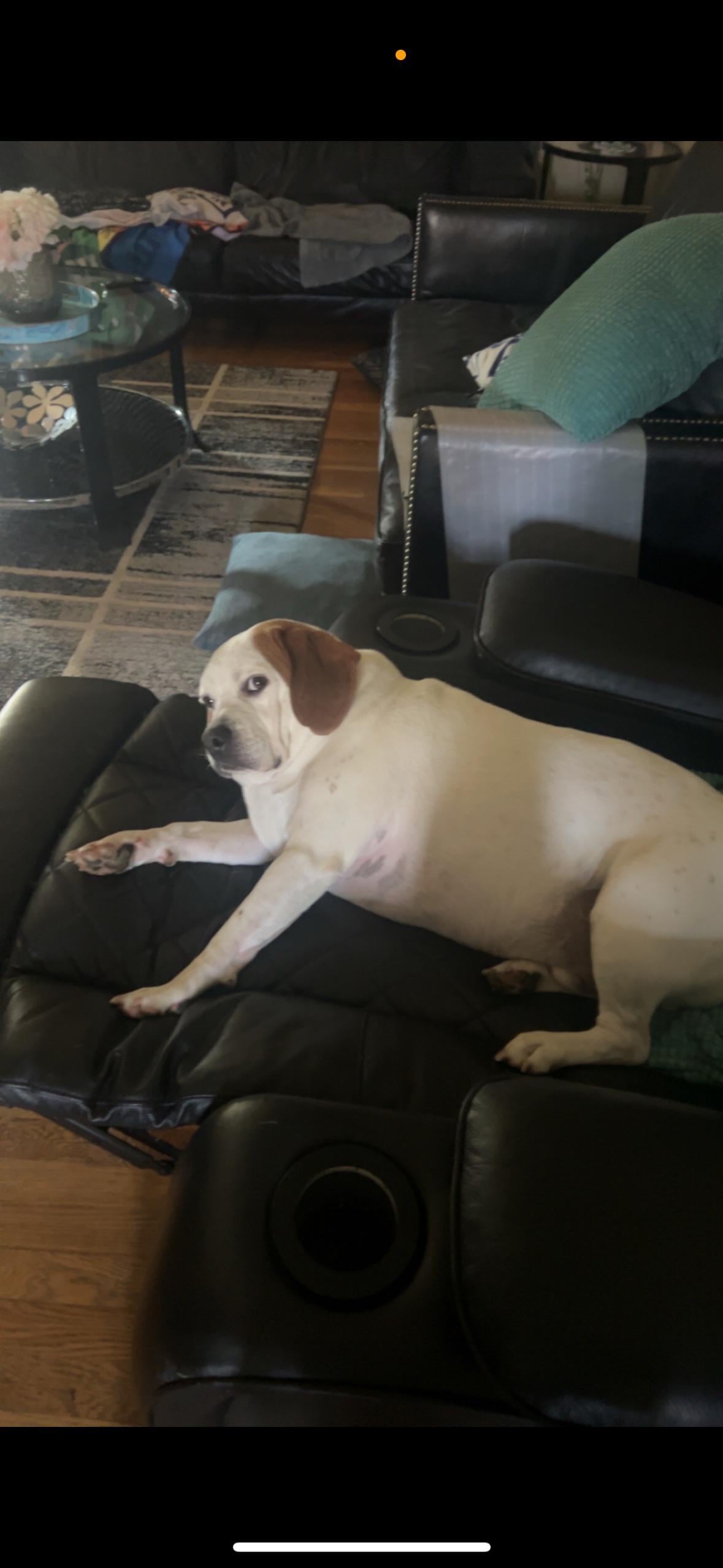 Veterinarul zice că e în formă, dar cântarul spune altceva – cum îți dai seama dacă patrupedul tău are cu adevărat kilograme în plus