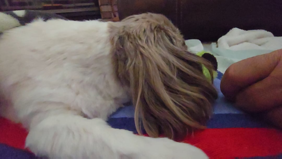 Alertă pentru stăpânii de câini: Cățeluș Shih Tzu de 12 ani rămâne fără putere în picioare după o simplă tunsoare – ce greșeală trebuie evitată la salonul de grooming!