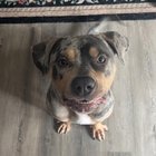 A găsit un câine rătăcit și inima i s-a frânt – ce trebuie să faci când salvezi un animal speriat și neglijat