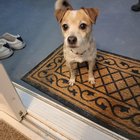 A găsit un câine abandonat cu un bilet sfâșietor legat de zgardă – ce trebuie să faci dacă ți se întâmplă și ție