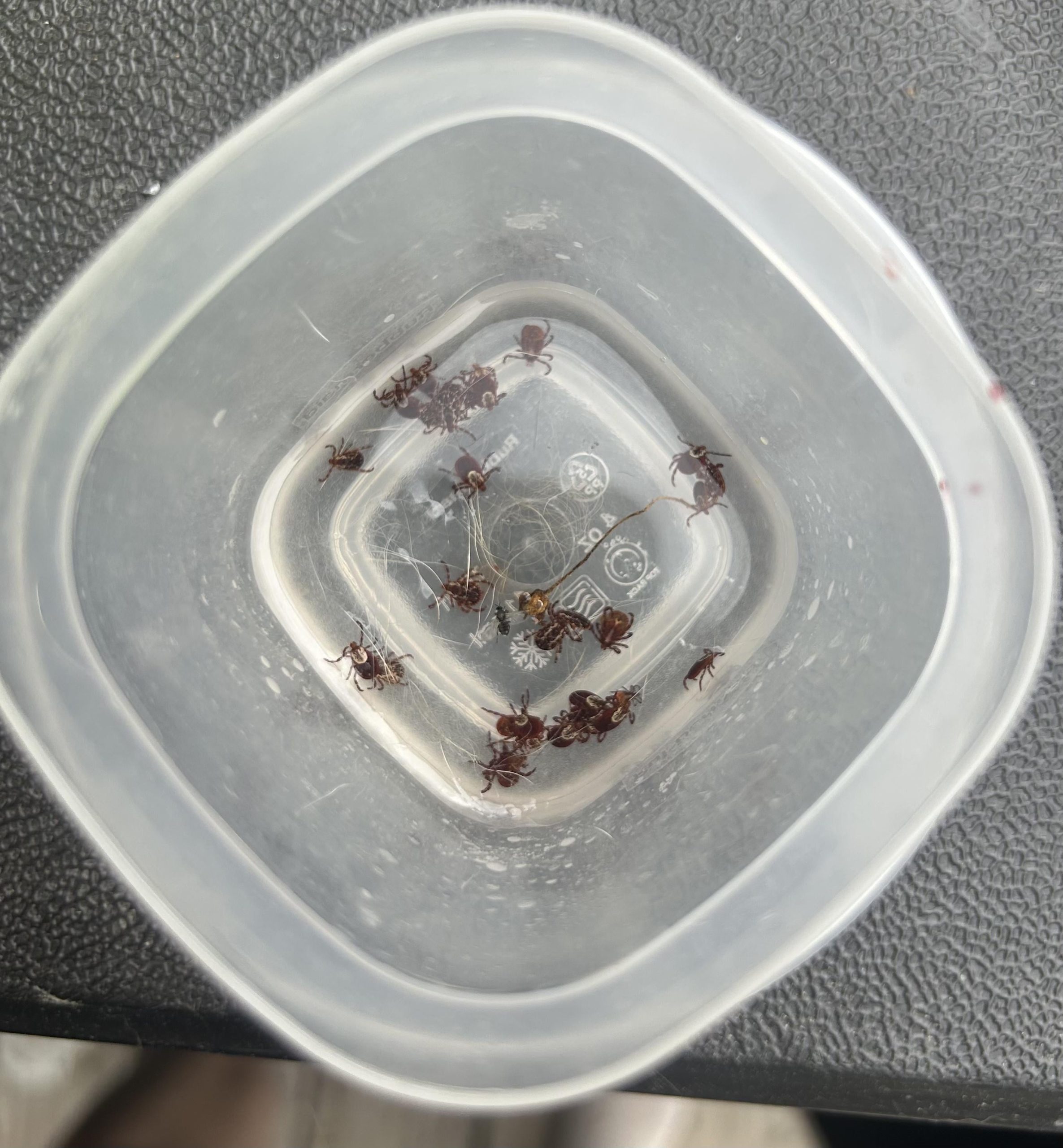 Plimbare de coșmar: Cum am scos 24 de căpușe de pe mine și câine în doar 30 de minute – Sfaturi vitale ca să eviți aceeași greșeală