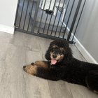 Ce s-a întâmplat după ce câinele a fost hrănit cu orez și carne la recomandarea veterinarului – concluziile surprinzătoare ale stăpânului