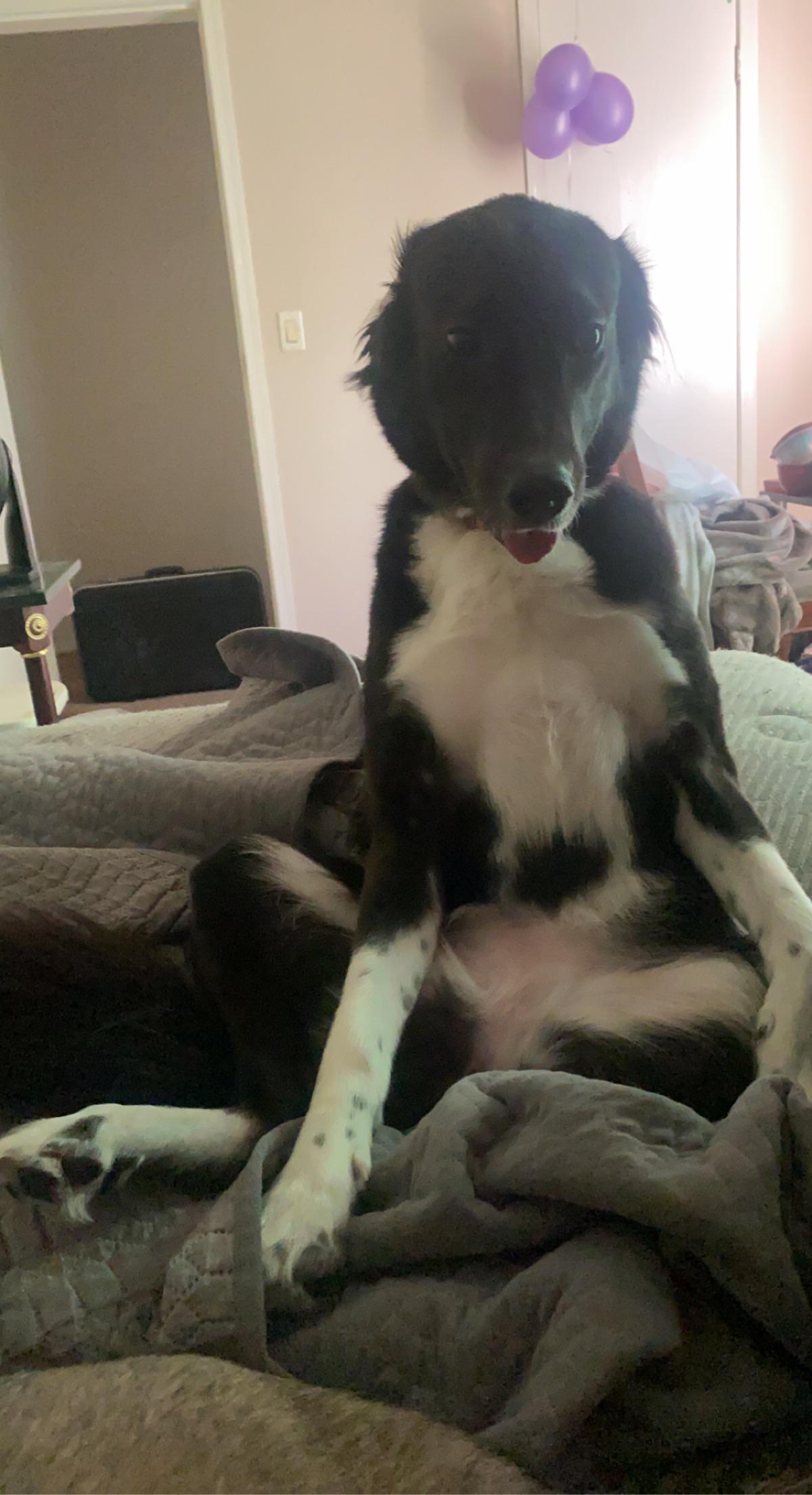 Veterinarul îți explică: De ce stă câinele tău într-o poziție ciudată și când ar trebui să te îngrijoreze